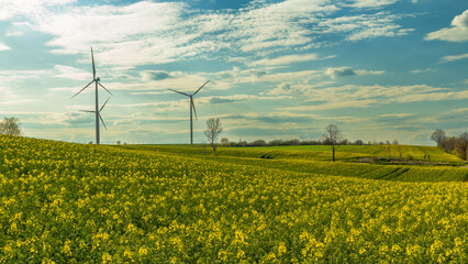 Kwitnący rzepak, błękitne niebo, turbiny wiatrowe. Energia z natury.