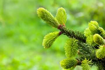 Young branches fir tree ( spruce ) with young new shoots on a green yellow blur background in spring forest