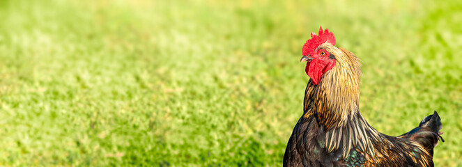 Banner with rooster on the right side. On blurred nature green grass background. Copy space.