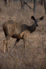 Sambar Deer Standing On Grassy Field At a Forest in Madhya Pradesh, India