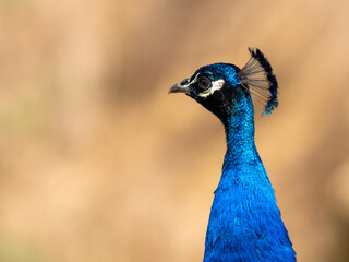 Obraz premium Pfau