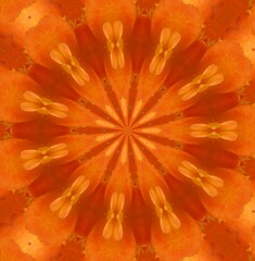Kaleidoscope filter on a photo of an orange rose produces yellow and orange patterns