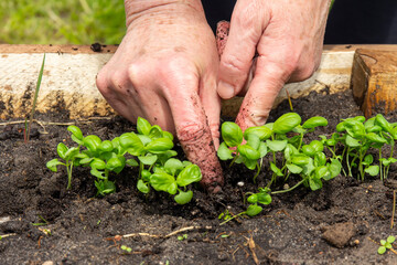 a woman plants young basil shoots in a bed in spring