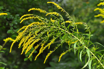 Solidago canadensis blooms in nature
