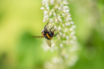 Fototapeta premium A bee collecting nectar on a small white flower.