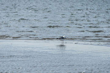 Small tern standing in shallow water.