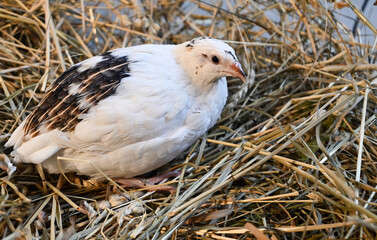 large quail in a nest of dry grass and hay