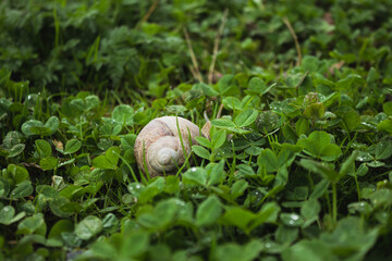 snail on leaf