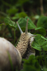 snail on a leaf