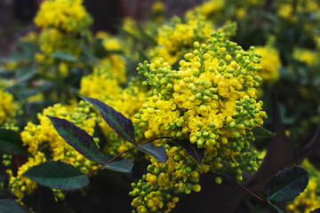 Mahonia aquifolium. Bright yellow flowers of a mahonia japonica bush. 