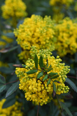 Mahonia aquifolium. Bright yellow flowers of a mahonia japonica bush. 