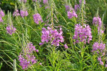 Epilobium angustifolium blooms in nature in summer