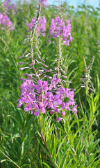 Epilobium angustifolium blooms in nature in summer