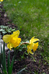 Large Cupped Daffodil. Lemon yellow daffodils  grow in the garden. The cheerful, nodding heads of daffodils are the true harbingers of spring. Selective focus on flower