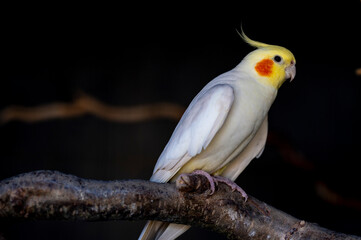 yellow heron