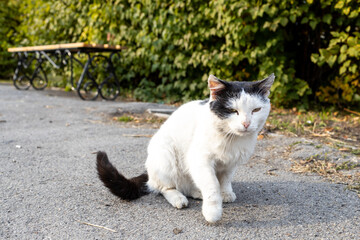street homeless cat sits on the pavement, unhappy homeless animal