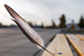 pigeon feather in a wooden board outdoors
