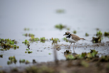 Little ringed Plover
