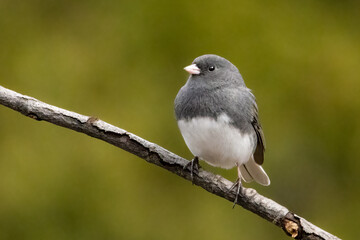 Obraz premium Small dark eyed junco perched on a branch with a blurred green background