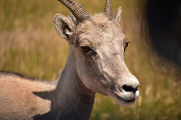 Looking Into the Face of a Bighorn Sheep
