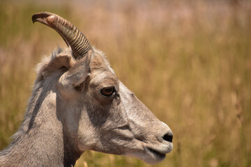 Fototapeta premium Juvenile Bighorn Sheep Up Close and Personal