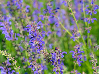 Violett blühender Blütensalbei, Salvia nemorosa, im Garten