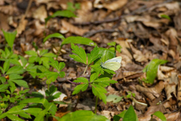 Small white butterfly (Pieris rapae) sitting in grass in Zurich, Switzerland