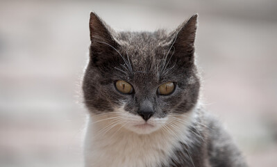 Portrait of a gray with a white cat.