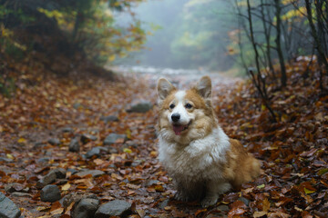 A tired and dirty Welsh Corgi Pembroke dog is waiting on the path for his remaining companions.