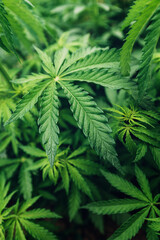 Fototapeta na wymiar Cannabis Sativa leaves in crops plantation field