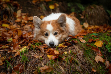 A tired and dirty Welsh Corgi Pembroke dog lies in its wet leaves and rests.