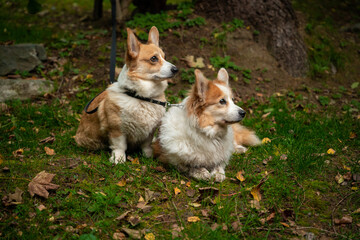 Two Welsh Corgi Pembroke dogs sit tied up waiting for their owner.