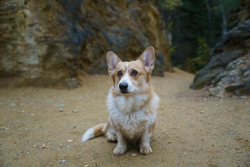 A Welsh Corgi Pembroke dog sitting on the ground with large rocks in the background.