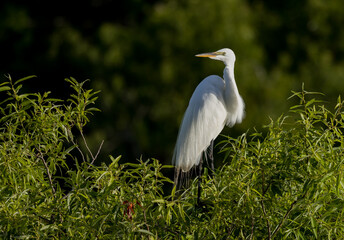Great egret (Ardea alba) or common egret, large egret, great white egret, sits on top of bushes in...