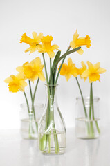 Yellow daffodils in transparent vases on a table on a white background. Minimalism. Selective focus