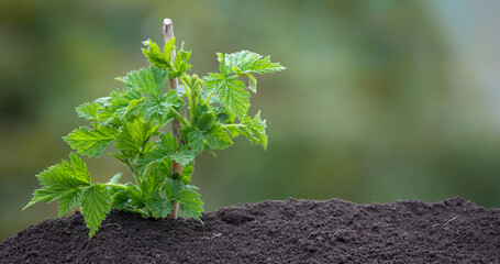 A young raspberry sprout grows out of the earth with sunlight. Photo on a green blurred background.