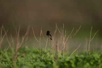 Pied Bush chat