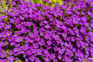 Closeup on vibrant coloured flowers in purple, Aubrieta Cascade Blue, flowering plants called Rock...