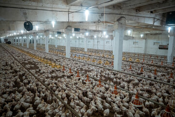 Indoors chicken farm, industrial chicken feeding, Poultry.
