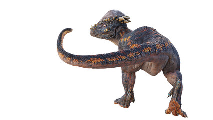 Pachycephalosaurus, dinosaur from the Late Cretaceous period, isolated on white background