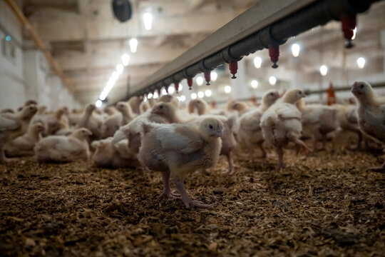 Indoors chicken farm, industrial chicken feeding, Poultry.