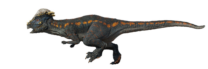 Pachycephalosaurus, dinosaur from the Late Cretaceous period, isolated on white background