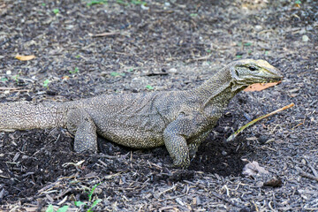 Malayan water monitor lizard (Varanus salvator)