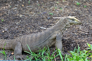 Malayan water monitor lizard (Varanus salvator)