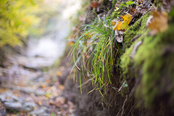 
Green grass fluffed along a walking path in the forest