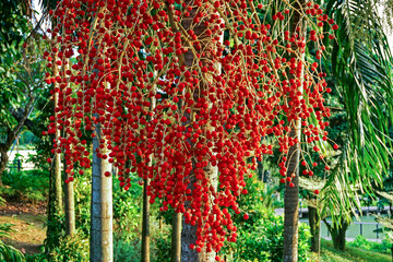 Red Areca Tree Fruits