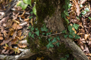 Tree wrapped in liana