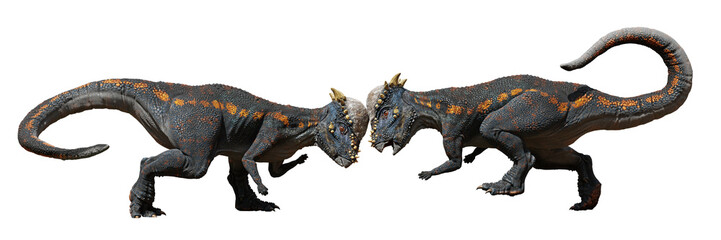 Pachycephalosaurus, head-butting dinosaurs from the Late Cretaceous period, isolated on white background