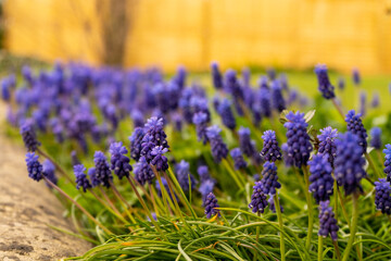 A selective focus shot of grape hyacinth purple flowering plants growing in the yard, indigo or...