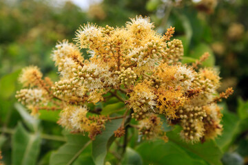 flores do pé de mufumbo (ou mofumbo) 